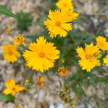 Domus 26 Occidens Duo Oda ve Kahvaltı Montaigu-Vendee